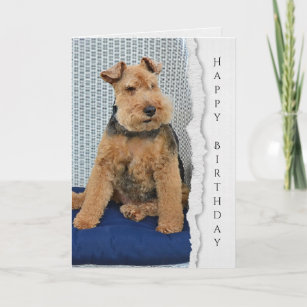 Welsh Terrier birthday card