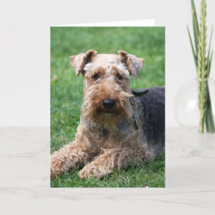 Welsh terrier dog blank note card, greetings card