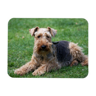 Welsh Terrier dog cute photo portrait magnet