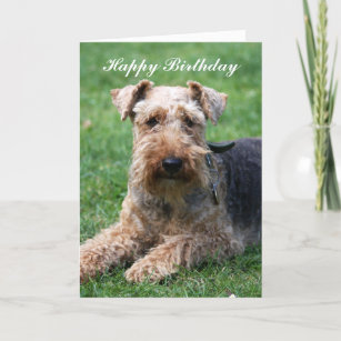Welsh terrier dog photo birthday greeting card