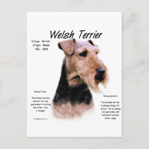 Welsh Terrier History; About Welsh Terriers Postcard