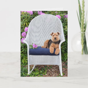 Welsh Terrier in garden Card