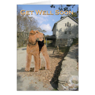 Welsh Terrier in the Stable Yard