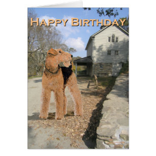 Welsh Terrier in the Stable Yard