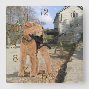 Welsh Terrier in the Stable Yard Square Wall Clock