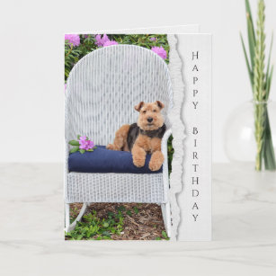 Welsh terrier on chair for birthday card