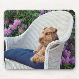 Welsh terrier on wicker mouse mat