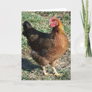 Welsummer Hen Out in the Sunshine Card