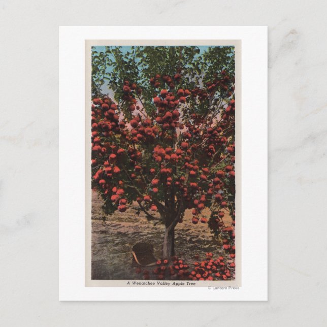 Wenatchee, WAA Wenatchee Valley Apple Tree Postcard (Front)