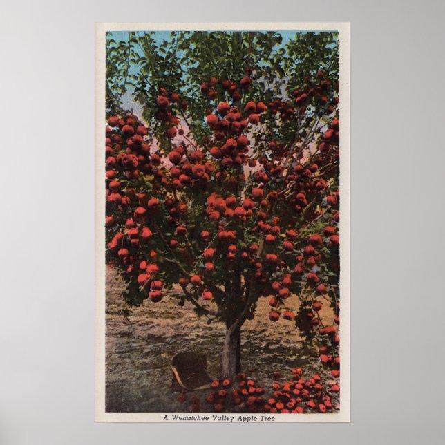 Wenatchee, WAA Wenatchee Valley Apple Tree Poster (Front)