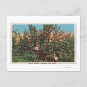 Wenatchee, WAView of Apple Orchard & Workers Postcard