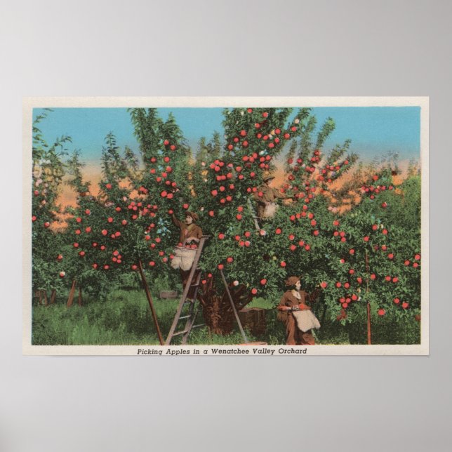 Wenatchee, WAView of Apple Orchard & Workers Poster (Front)