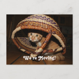 We're Moving Cat Announcement Postcard