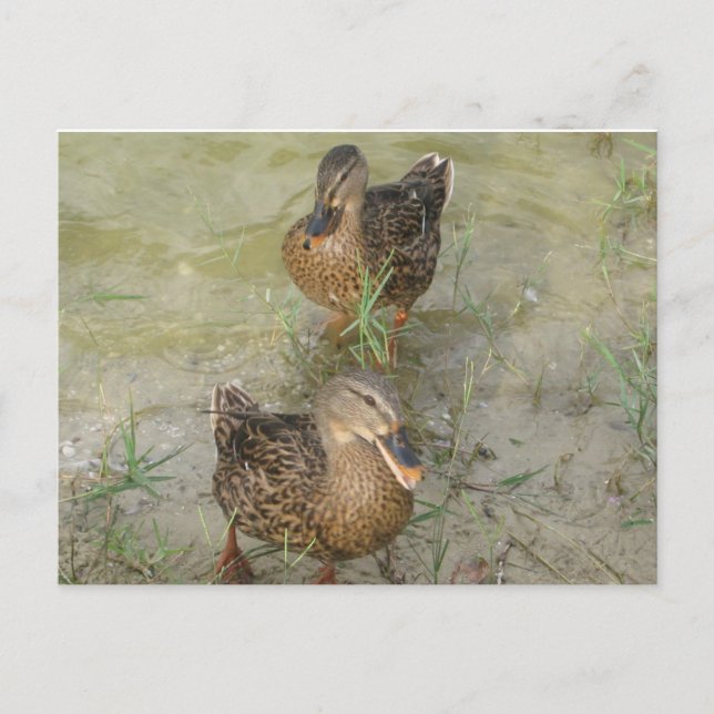We're Sending You a Friendly Quack - Post Card (Front)