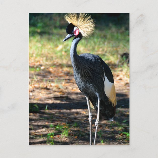 West African Crowned Crane Postcard (Front)