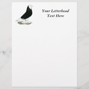 West Black Bald Pigeon