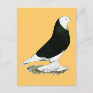 West Black Bald Pigeon Postcard
