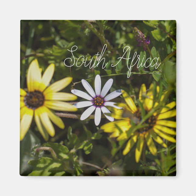 West Coast South Africa Wild Flower  ZA Magnet (Front)