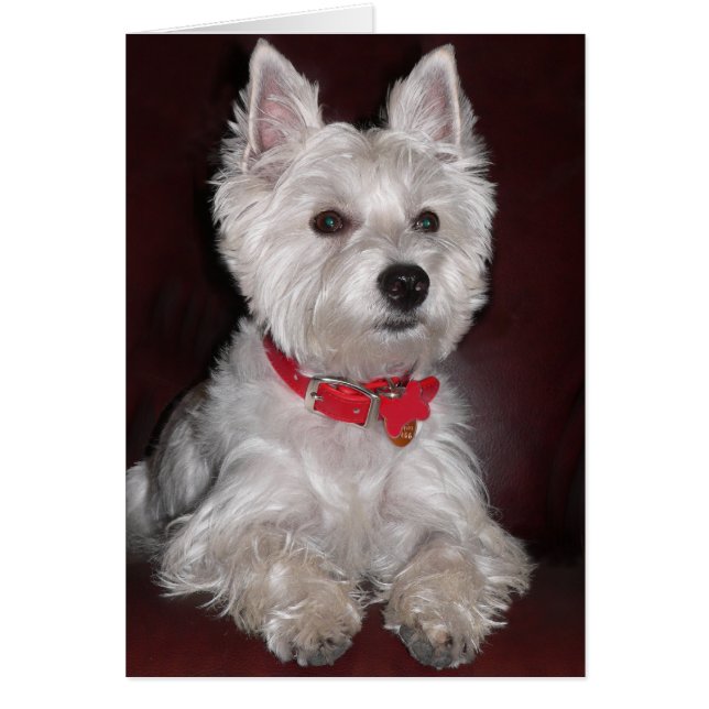 West Highland Terrier (Front)