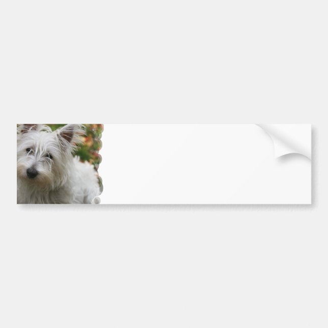 West Highland Terrier Bumper Stickers (Front)