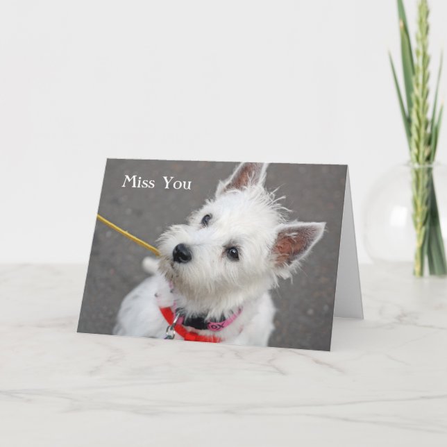 west highland terrier dog miss you card (Front)