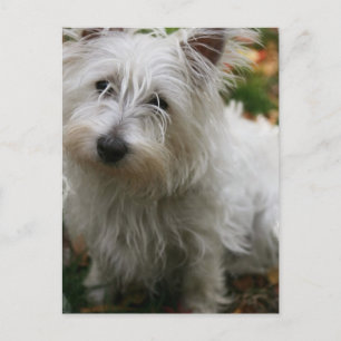 West Highland Terrier Postcard