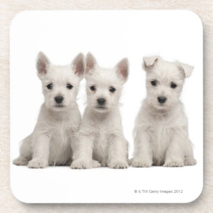West Highland Terrier puppies (7 weeks old) Coaster