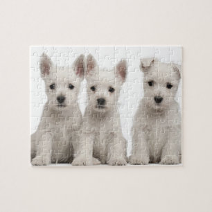 West Highland Terrier puppies (7 weeks old) Jigsaw Puzzle