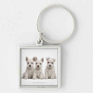 West Highland Terrier puppies (7 weeks old) Key Ring