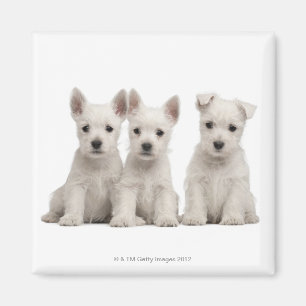 West Highland Terrier puppies (7 weeks old) Magnet