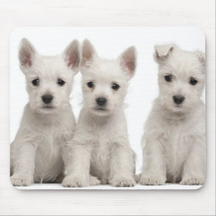 West Highland Terrier puppies (7 weeks old) Mouse Mat