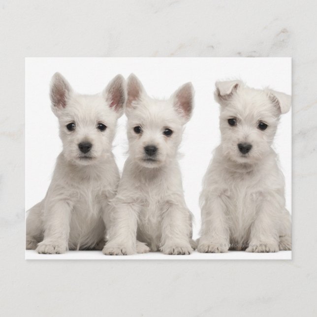 West Highland Terrier puppies (7 weeks old) Postcard (Front)
