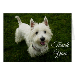 West Highland Terrier Puppy Dog Blank Greetng Card