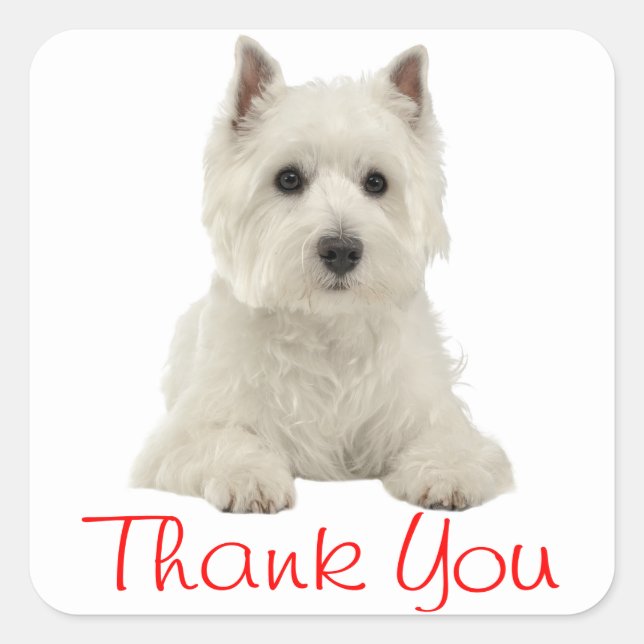West Highland Terrier Puppy Dog Red Thank You Square Sticker (Front)