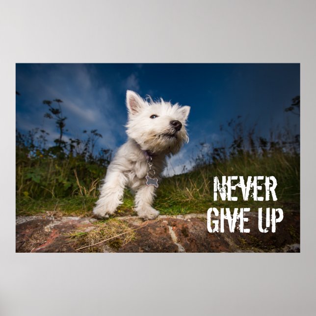 West Highland Terrier Puppy Poster (Front)