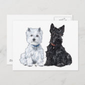 West Highland White & Scottish Terriers Postcard (Front/Back)