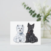 West Highland White & Scottish Terriers Postcard (Standing Front)