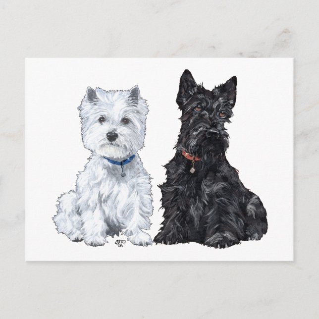 West Highland White & Scottish Terriers Postcard (Front)