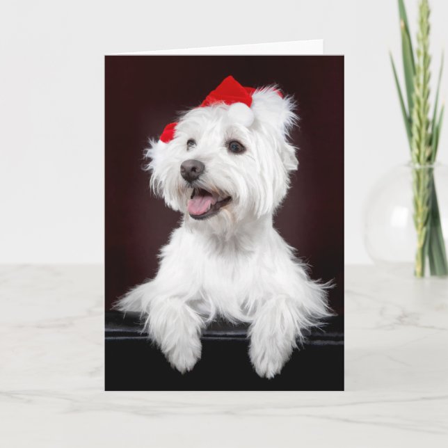 West Highland White Terrier Christmas Card (Front)