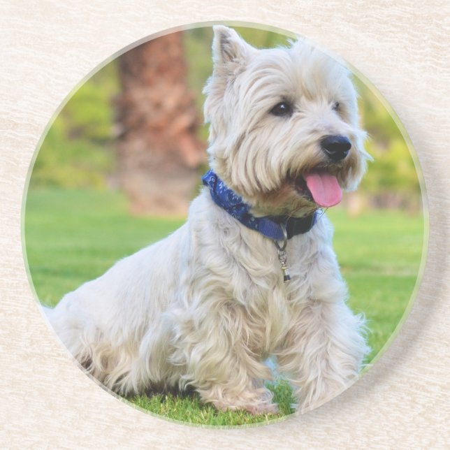 West highland white terrier coaster (Front)