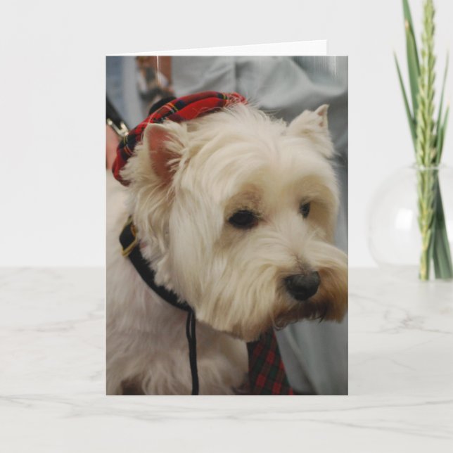 West Highland White Terrier Greeting Cards (Front)