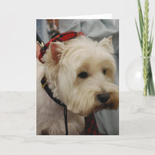 West Highland White Terrier Greeting Cards