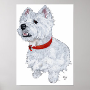 West Highland White Terrier - Looking Up Poster