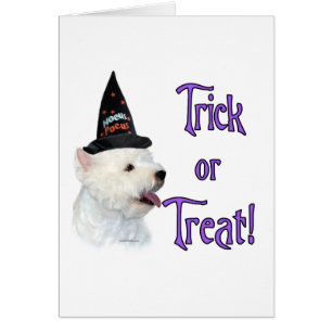 West Highland White Terrier Trick
