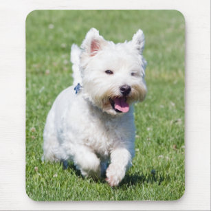 West Highland White Terrier, westie dog cute photo Mouse Mat