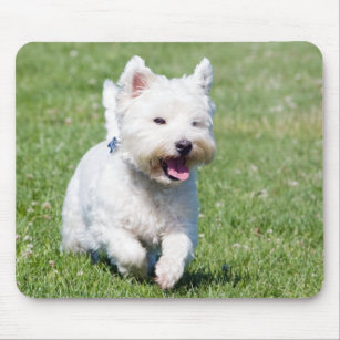West Highland White Terrier, westie dog cute photo Mouse Mat