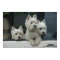 West Highland White Terriers