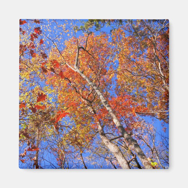 West Mt. Autumn Hot Springs National Park Gifts Magnet (Front)