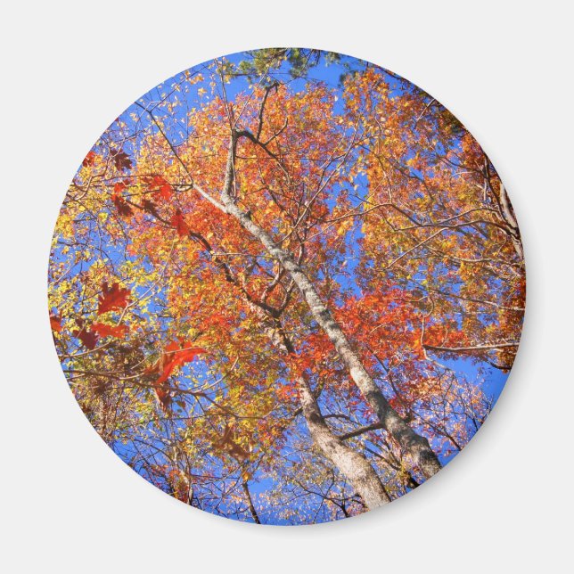 West Mt. Autumn Hot Springs National Park Gifts Magnet (Front)