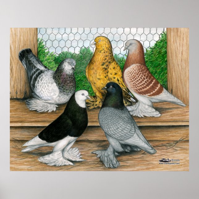 West of England Tumbler Pigeons Poster (Front)